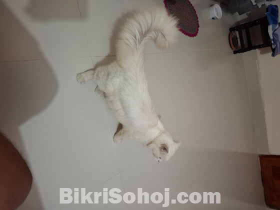 Parsian cat
